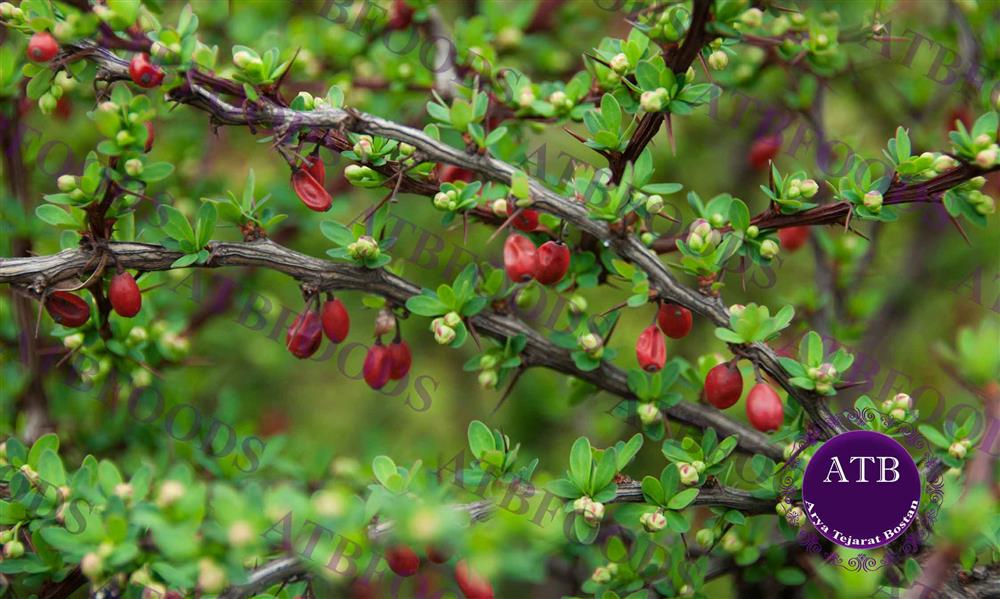 Japanese Barberry | ATB Foods