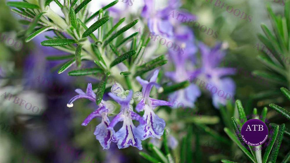 Rosemary | Saffron Alternatives | ATB Foods