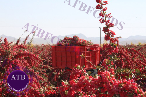 Barberry Harvesting | ATB Foods