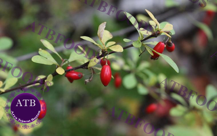 Iranian Barberry | Arya Tejarat Bostan